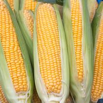 房総エリア収穫！朝どれとうもろこし　10本セット 10本 果物や野菜などのお取り寄せ宅配食材通販産地直送アウル