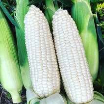 朝採り！まるでフルーツみたいに甘いホワイトショコラ4.5キロ とうもろこし10本 果物や野菜などのお取り寄せ宅配食材通販産地直送アウル