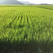 特別価格！！精米したてあいちのかおり１８ｋｇ １８ｋｇ 果物や野菜などのお取り寄せ宅配食材通販産地直送アウル