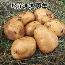 訳あり‼規格外小粒　ながさき黄金　5㎏　 5㎏ 果物や野菜などのお取り寄せ宅配食材通販産地直送アウル