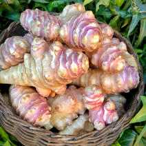 菊芋(赤)3kg＊サイズいろいろ＊掘りたてを洗ってお届け〜 菊芋3kg 果物や野菜などのお取り寄せ宅配食材通販産地直送アウル