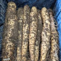 業務用　大和芋（棒状）泥付き約10キロ　群馬県尾島産 約10キロ 果物や野菜などのお取り寄せ宅配食材通販産地直送アウル