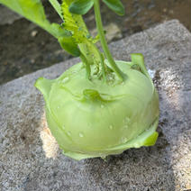 今夏ラスト！新感覚野菜コールラビ※訳あり商品2kg 2kg 果物や野菜などのお取り寄せ宅配食材通販産地直送アウル