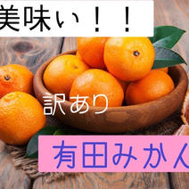 減農薬  和歌山 有田みかん早生  訳あり 5kg 果物や野菜などのお取り寄せ宅配食材通販産地直送アウル