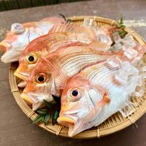 鯛（魚介類）の産地直送商品一覧（通販・お取り寄せ）-産直アウル
