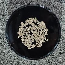 コシヒカリ(玄米)の産地直送食材一覧（通販・お取り寄せ）-産直アウル