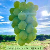 シャインマスカット2房セット(合計1 .2kg超) 2房(1.2kg超) 果物や野菜などのお取り寄せ宅配食材通販産地直送アウル