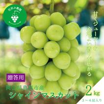 S-2上 花笑み農園　岡山の『シャインマスカット』約２ｋｇ（３～４房）贈答用【9/23～順次発送】 約２ｋｇ 果物や野菜などのお取り寄せ宅配食材通販産地直送アウル