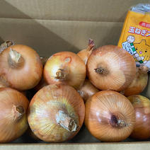 淡路島玉ねぎ5キロと玉ねぎスープセット 5キロ 果物や野菜などのお取り寄せ宅配食材通販産地直送アウル