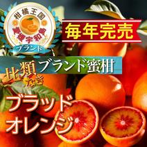 【日テレ話題沸騰】見つけたら超ラッキー『幻の生ブラッドオレンジ』国産やみつきリピーター続出🍊傾斜35度の崖上で収穫される希少な宇和島ブランドみかん【お得キャンペーン約3kg】2025年3月中旬先行予約 ブラッドオレンジ約3キロ 果物や野菜などのお取り寄せ宅配食材通販産地直送アウル