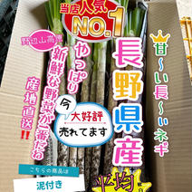 【アウルの日】長野県産 泥、根付き 長ねぎ！ 5kg 40本 1本あたり62円 果物や野菜などのお取り寄せ宅配食材通販産地直送アウル