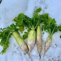 【葉付】青首大根【有機JAS】 8kg 果物や野菜などのお取り寄せ宅配食材通販産地直送アウル