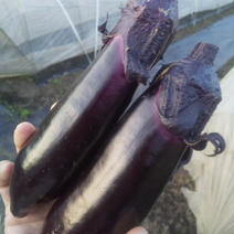 冷蔵便♥とろける長なす♥遠方の方は冷蔵便で 4.5キロ 果物や野菜などのお取り寄せ宅配食材通販産地直送アウル