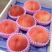 前田農園の三つ星桃『愛川中島』【産直ギフト】 ２箱 果物や野菜などのお取り寄せ宅配食材通販産地直送アウル