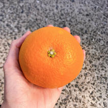 レア品種！春峰　9キロ 9キロ 果物や野菜などのお取り寄せ宅配食材通販産地直送アウル