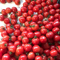 旨味トマト🍅プチぷよ【約800g】 約７９０g 果物や野菜などのお取り寄せ宅配食材通販産地直送アウル