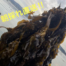 海藻（魚介類）の産地直送商品一覧（通販・お取り寄せ）-産直アウル
