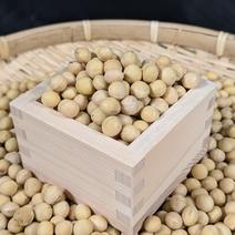 北海道森町産　極大黄大豆　たまふくら　1.8kg　【令和６年度産】 1.8kg 果物や野菜などのお取り寄せ宅配食材通販産地直送アウル