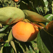 ＃きよキヨ農園の【訳あり】甘柿富有柿 約4.5キロ　15個から20個程度 果物や野菜などのお取り寄せ宅配食材通販産地直送アウル