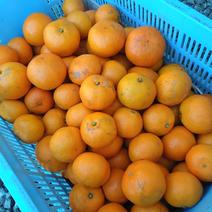 安間農園の三岳みかん🍊【早生みかん】10kg 10kg 果物や野菜などのお取り寄せ宅配食材通販産地直送アウル