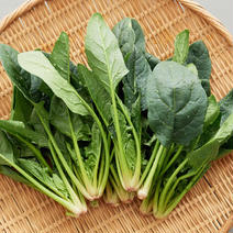 長野県産ほうれん草1kg 1kg 果物や野菜などのお取り寄せ宅配食材通販産地直送アウル