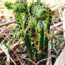 春の山菜　天然こごみ 500g 500g 果物や野菜などのお取り寄せ宅配食材通販産地直送アウル