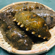 新鮮とれたて 青ナマコ2kg　生きたまま発送します！(年内最終発送日12/28に発送) 青ナマコ2kg(6〜16個) 果物や野菜などのお取り寄せ宅配食材通販産地直送アウル