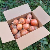 農薬を使わず育てた『子育て農家の玉ねぎ』10㎏箱 玉ねぎ10㎏ 果物や野菜などのお取り寄せ宅配食材通販産地直送アウル