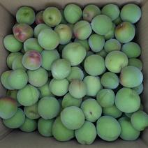 青梅の産地直送食材一覧（通販・お取り寄せ）-産直アウル