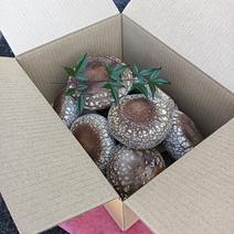 【常温発送】傘直径7㌢以上の生椎茸700g 傘直径7㌢以上の生椎茸700g 果物や野菜などのお取り寄せ宅配食材通販産地直送アウル