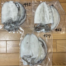 イカの王様！アオリイカ！活締め1.3キロ！調理済み！ 1.3 果物や野菜などのお取り寄せ宅配食材通販産地直送アウル