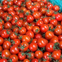 ミニトマトの産地直送商品一覧（通販・お取り寄せ）-産直アウル