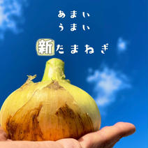 お待たせしました！前年度完売御礼 淡路島産 新玉ねぎ 5キロ      5キロ 果物や野菜などのお取り寄せ宅配食材通販産地直送アウル