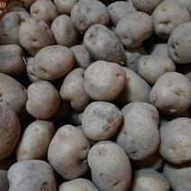 【訳あり】男爵玉ねぎセット8 男爵玉ねぎ各8キロ 果物や野菜などのお取り寄せ宅配食材通販産地直送アウル