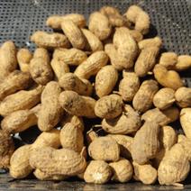 naku　チヨニシキ玄米約10kg 生落花生3kg 落花生の産地直送食材一覧（通販・お取り寄せ）-産直アウル