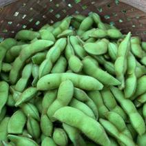 【自然栽培】枝豆 早生黒豆 たんくろう★農薬・肥料不使用｜黒大豆えだまめ サヤのみ１kg 果物や野菜などのお取り寄せ宅配食材通販産地直送アウル
