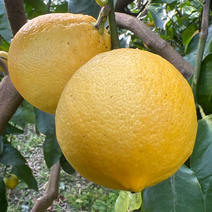 ベルガモット（果物＞オレンジ・その他みかん）の産地直送商品一覧