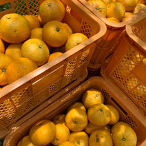 伊豆白浜産　自然栽培の甘夏　2kg 2kg(5〜6個ぐらい) 果物や野菜などのお取り寄せ宅配食材通販産地直送アウル