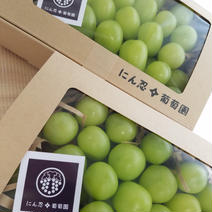 白丸BOX　二箱約1200g以上　葡萄　ぶどう　粒ぶどう　ご褒美　贈答用　贈り物　ギフト　にん忍葡萄園 二箱 約1200g (一箱 600g) メロンや桃も。注目！季節のフルーツ 通販