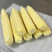 ヤングコーンの産地直送食材一覧（通販・お取り寄せ）-産直アウル