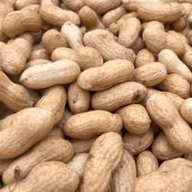 Takahiro Nishiwaki千葉県産おおまさり箱込み10㌔ Takahiro Nishiwaki様専用千葉県産おおまさり箱込み10㌔ 10kg