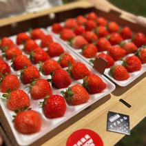 朝採れ当日発送！24玉2パック！夏秋いちご　青森県産　すずあかね　苺　夏いちご 24玉2パック 果物や野菜などのお取り寄せ宅配食材通販産地直送アウル