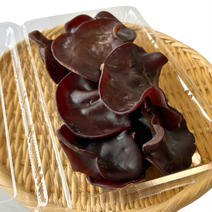 【11月末迄の出荷で本年度終了】高知県仁淀川町産｜生きくらげ1kg(500g×2P) 1kg(500g×2パック) 果物や野菜などのお取り寄せ宅配食材通販産地直送アウル