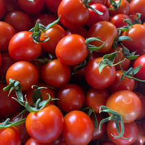 ミニトマト（野菜＞トマト）の産地直送商品一覧（通販・お取り寄せ