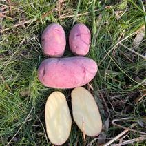 【自然栽培】レッドムーン（赤じゃがいも）　20kg　馬鈴薯 20kg 果物や野菜などのお取り寄せ宅配食材通販産地直送アウル