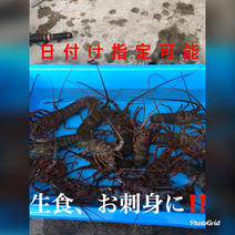 千葉県産　訳あり活伊勢海老　中2キロ分（8〜10匹） 中2キロ分（8〜10匹） 果物や野菜などのお取り寄せ宅配食材通販産地直送アウル