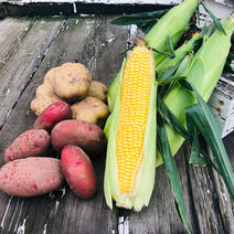 A様専用お野菜セット じゃがいもとうもろこし 果物や野菜などのお取り寄せ宅配食材通販産地直送アウル