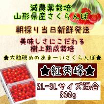 ★朝採り当日発送★美味しさにこだわる★樹上熟成完熟栽培★《紅秀峰》 紅秀峰2L-3L混合800g 果物や野菜などのお取り寄せ宅配食材通販産地直送アウル
