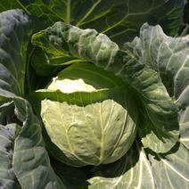 群馬県嬬恋産　キャベツ4玉　※2025/8/2～3発送 4玉 果物や野菜などのお取り寄せ宅配食材通販産地直送アウル