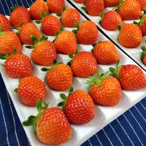朝採れ当日発送！20玉4パック！夏秋いちご　青森県産　すずあかね　苺　夏いちご 2箱20玉4パック(1パック300g前後) 果物や野菜などのお取り寄せ宅配食材通販産地直送アウル